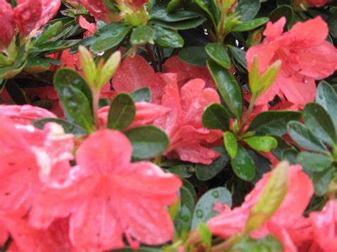 azuleas|azalea soorten.